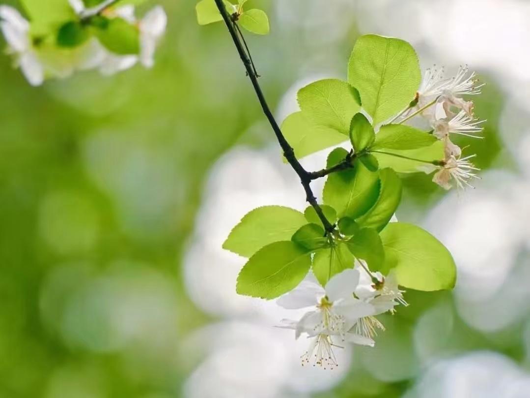 赞美梨花的诗词名句（梨花开时春带雨，梨花落时春入泥）