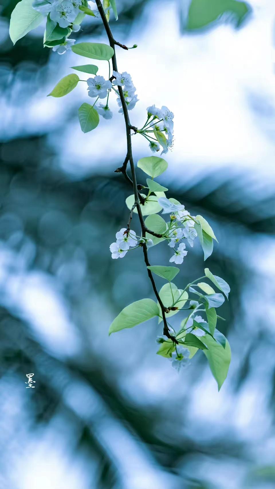 友谊诗词名句经典（有关友情不变的诗句）