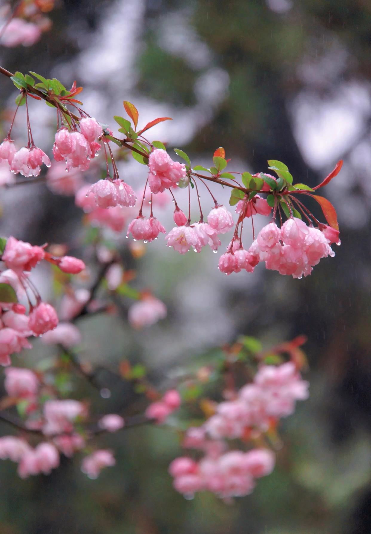 描写春雨的优美诗词（四首唯美春雨诗词）