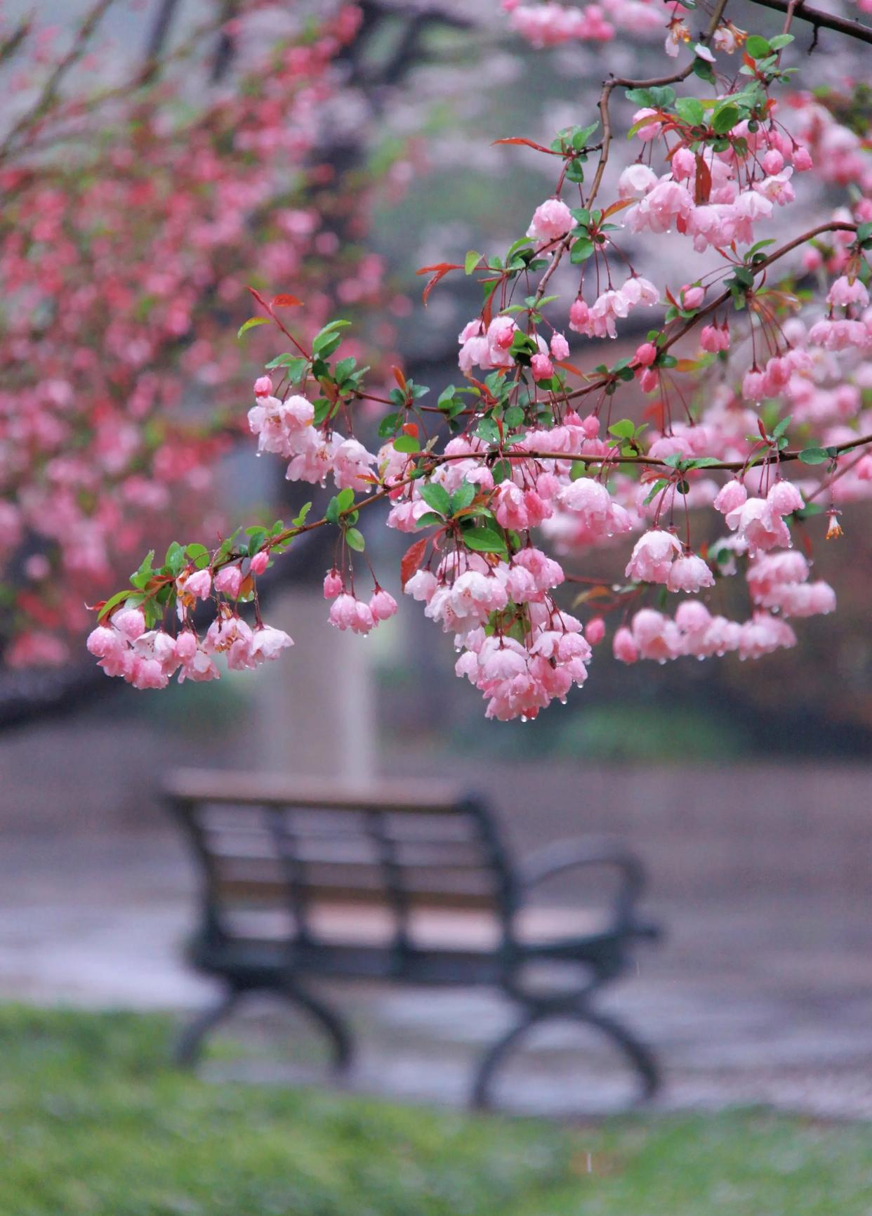 描写春雨的优美诗词（四首唯美春雨诗词）