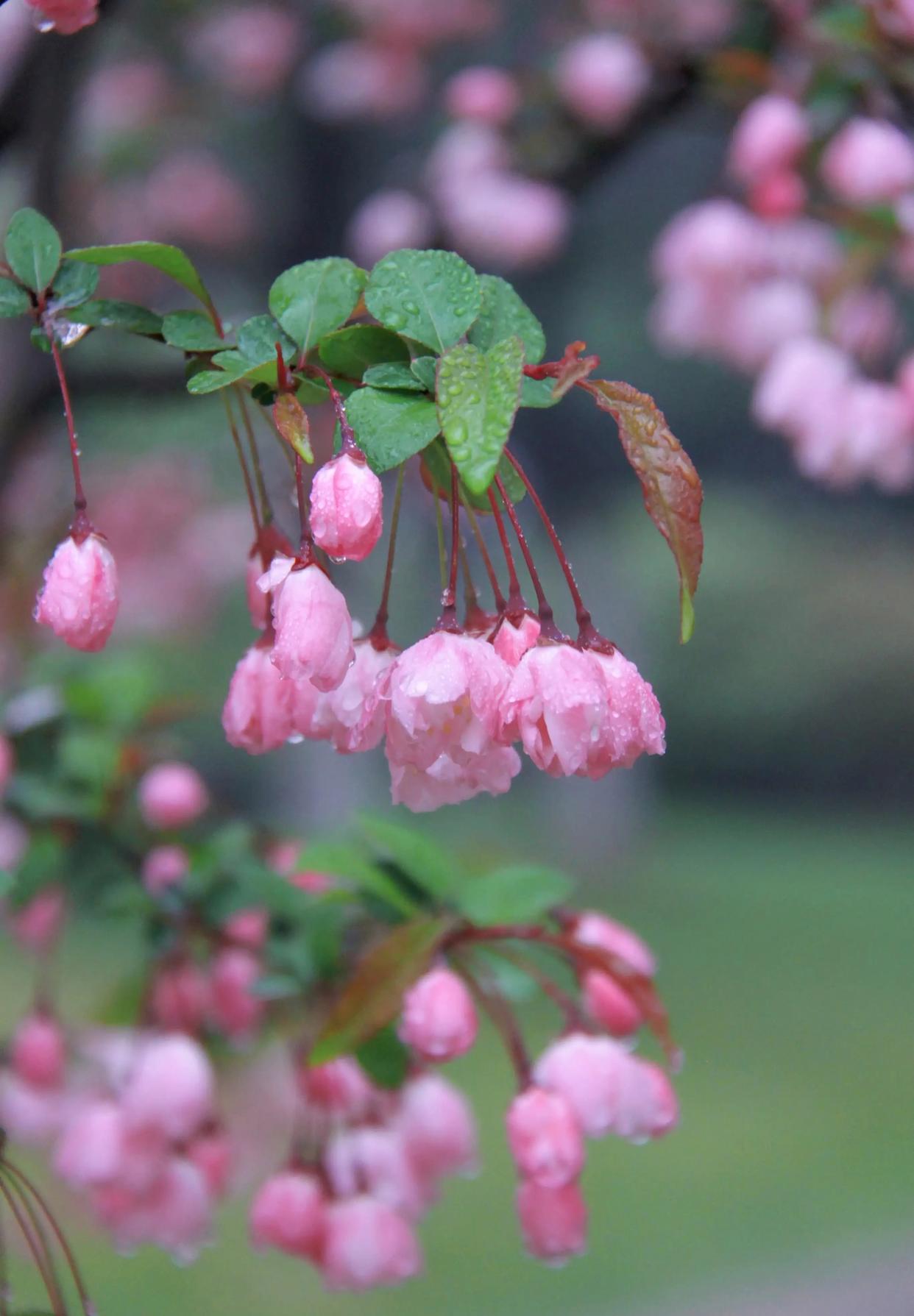 描写春雨的优美诗词（四首唯美春雨诗词）