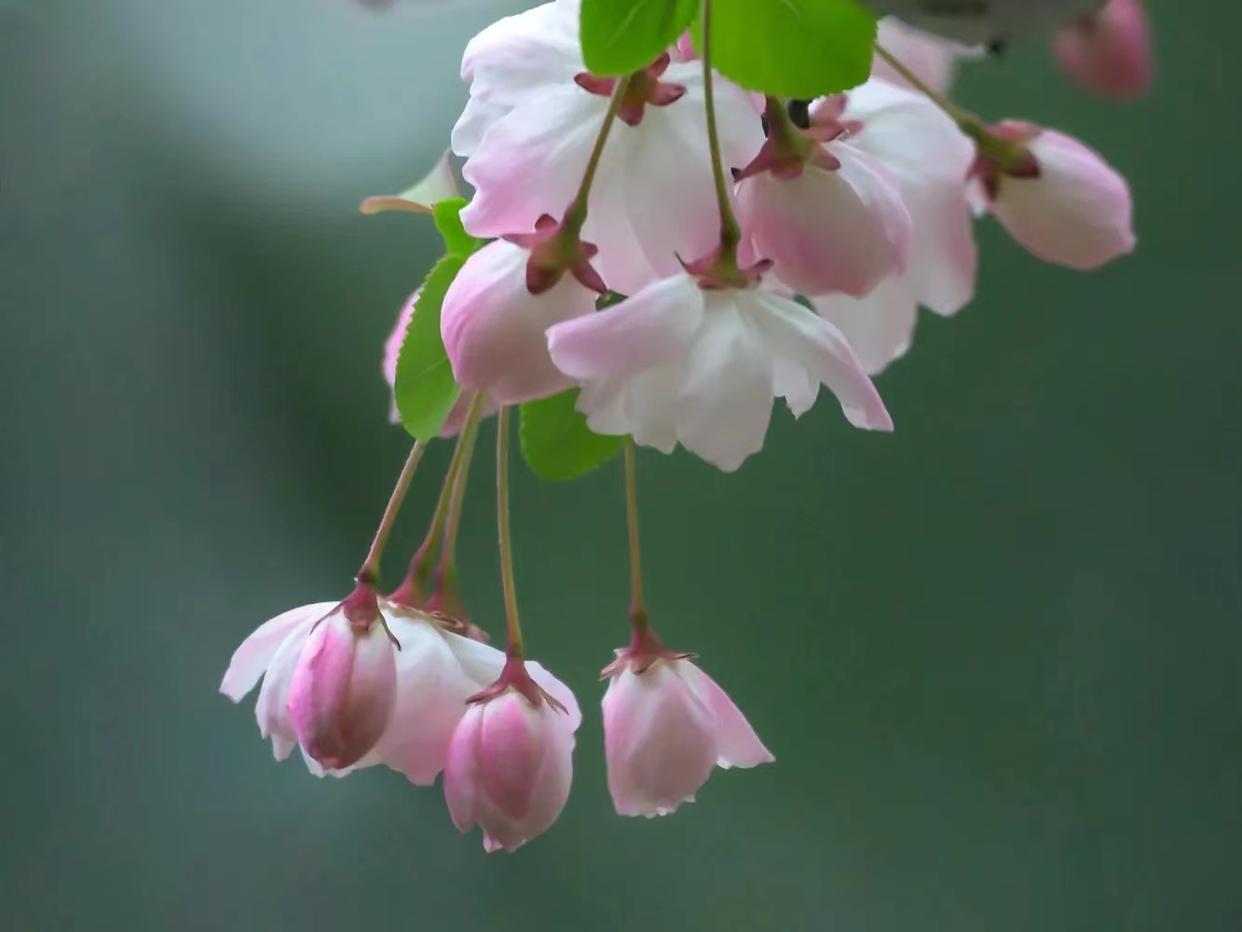 海棠花唯美诗词名句（十首极品海棠诗词）