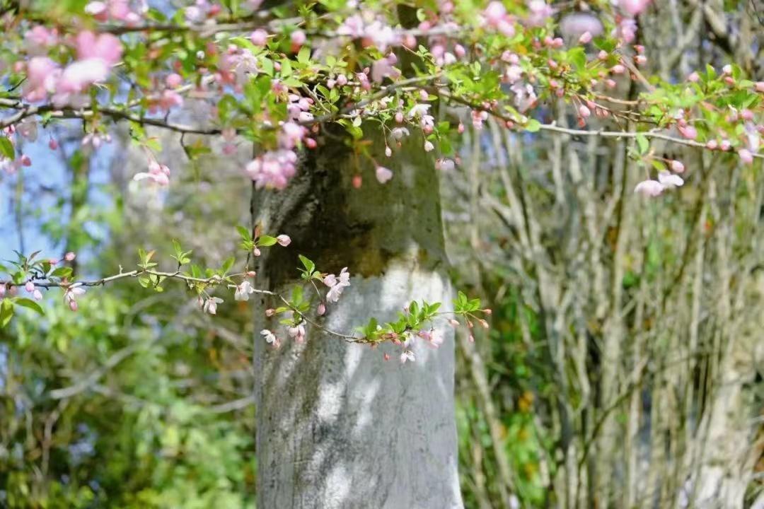 海棠花唯美诗词名句（十首极品海棠诗词）