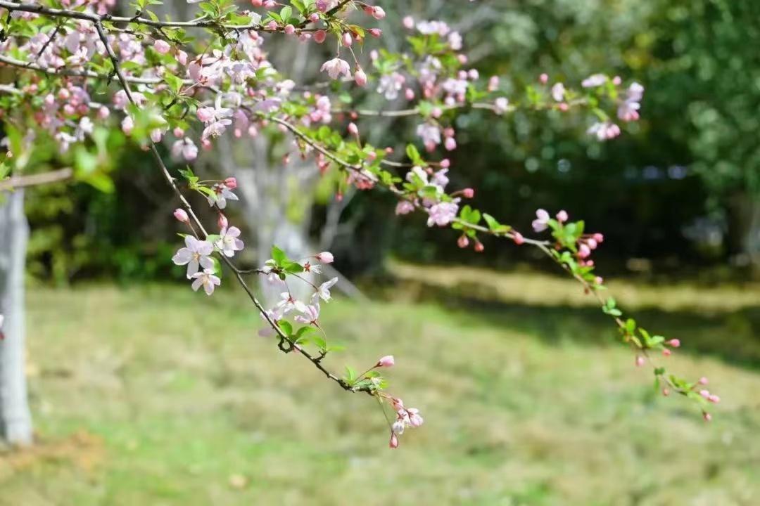 海棠花唯美诗词名句（十首极品海棠诗词）