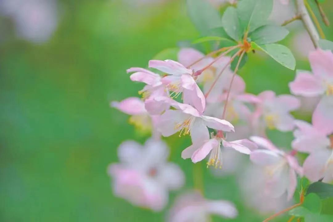 海棠花唯美诗词名句（十首极品海棠诗词）