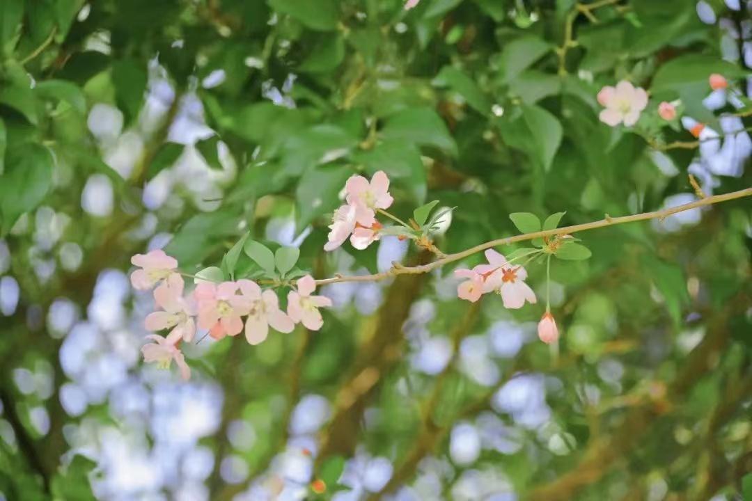 海棠花唯美诗词名句（十首极品海棠诗词）