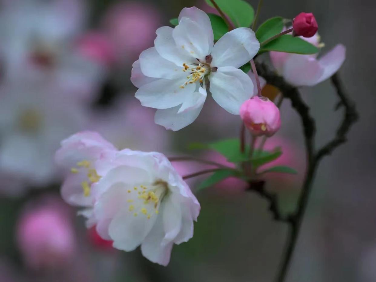 海棠花唯美诗词名句（十首极品海棠诗词）