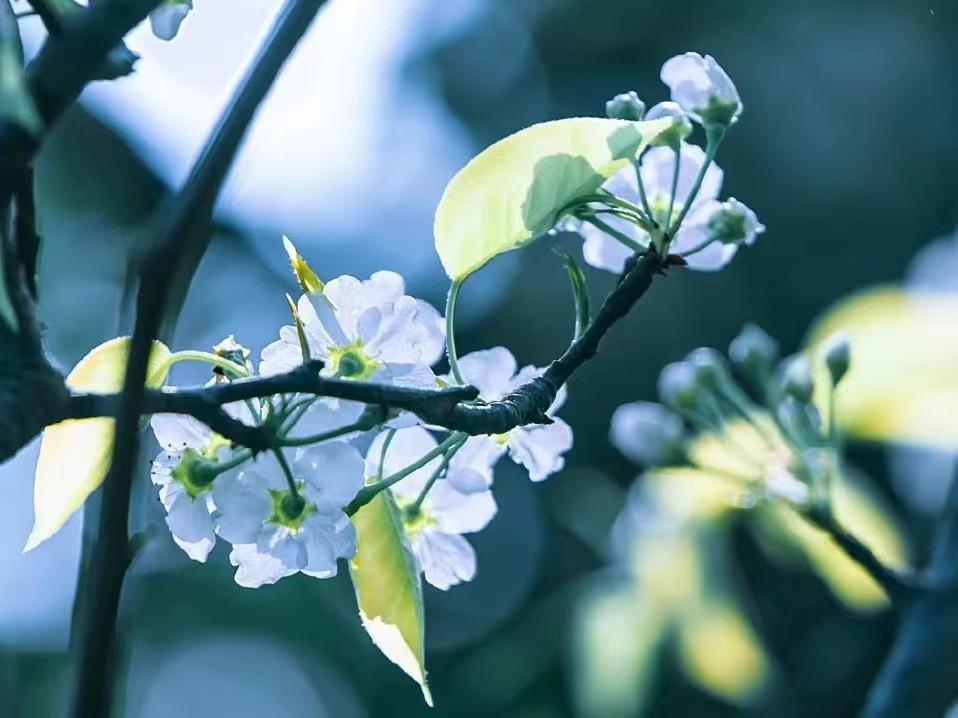 神仙诗词名句摘抄（10首神仙小诗）