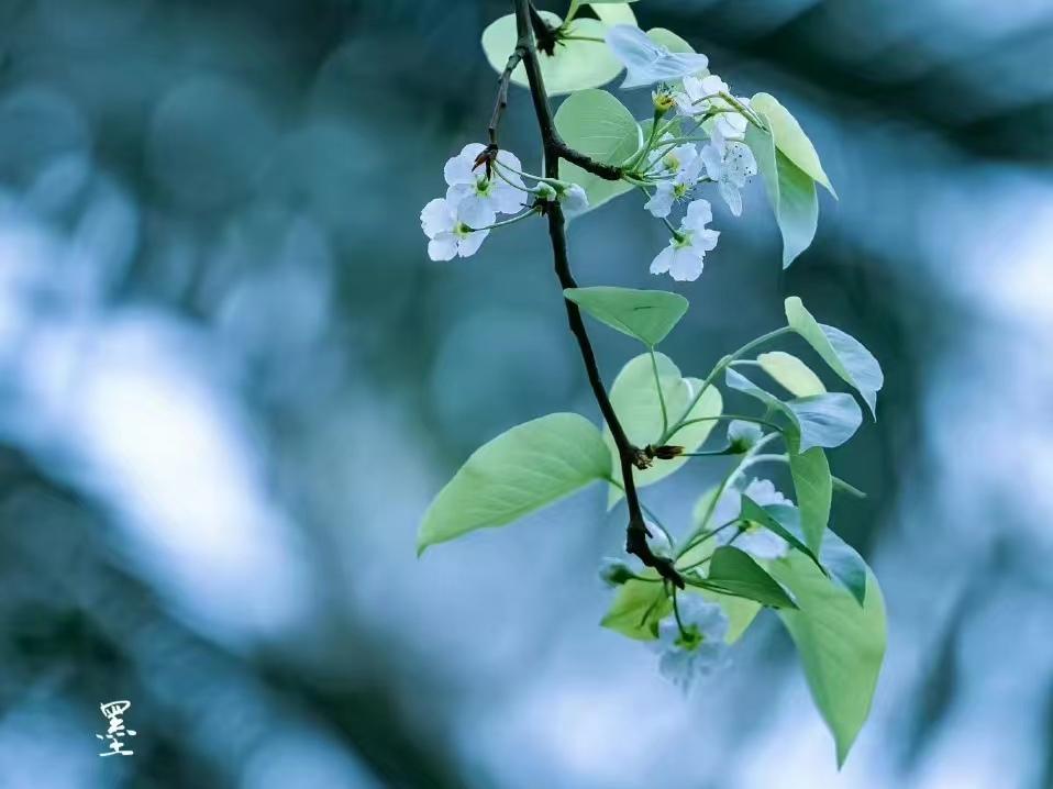 神仙诗词名句摘抄（10首神仙小诗）