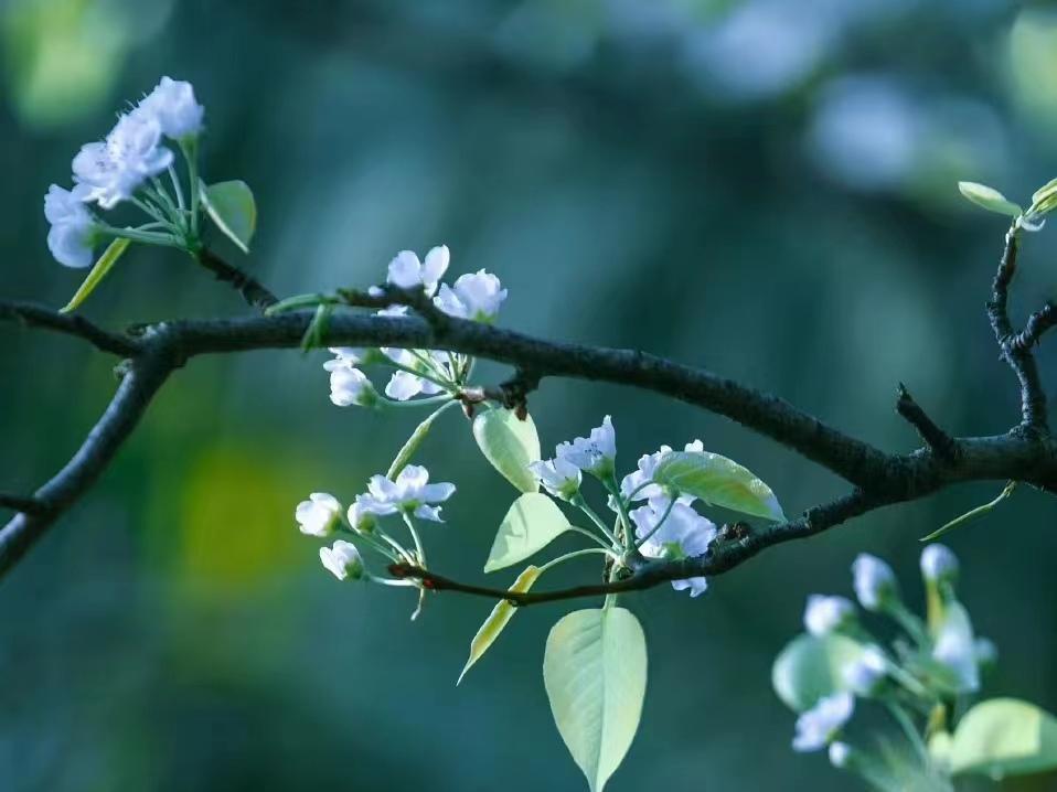 神仙诗词名句摘抄（10首神仙小诗）