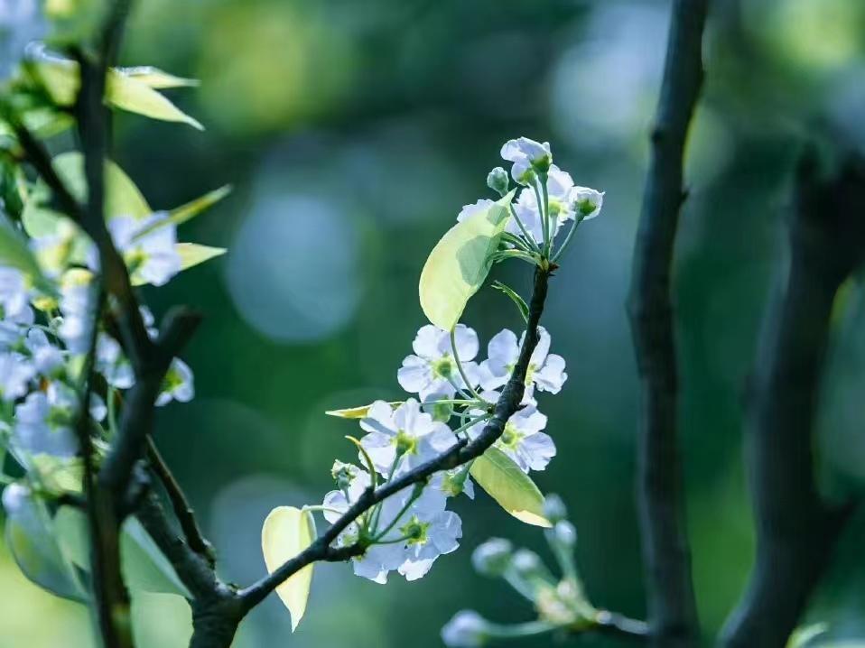 神仙诗词名句摘抄（10首神仙小诗）