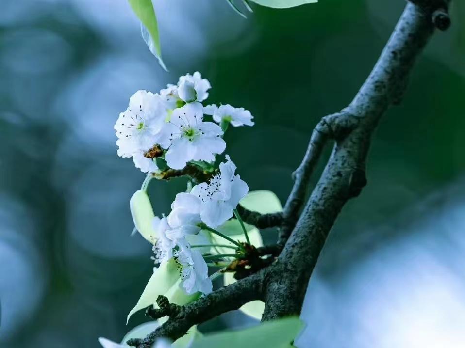 神仙诗词名句摘抄（10首神仙小诗）