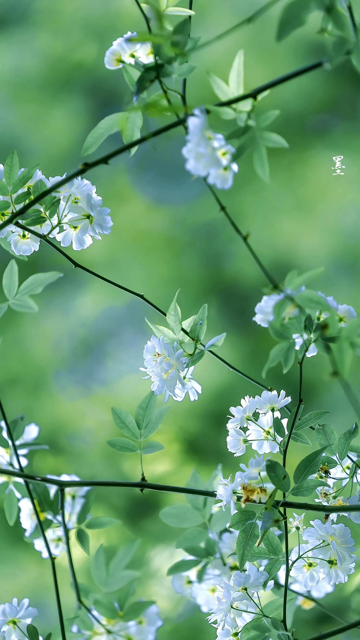 春雨着墨，春色倾城（四首浪漫咏春诗词）