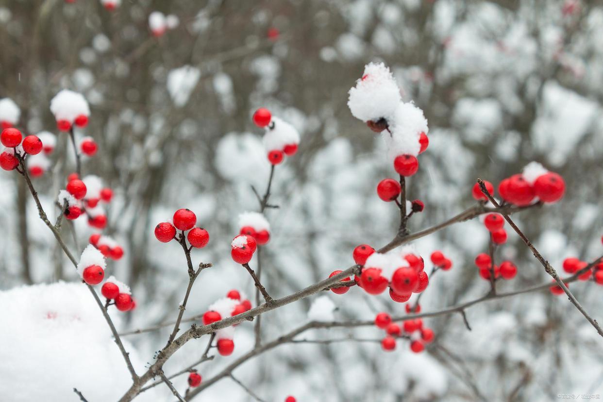 冬雪诗词名句有哪些（分享四首唯美冬雪诗词）