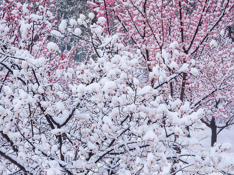 意境诗词名句摘抄（关于雪的四首唯美诗词）