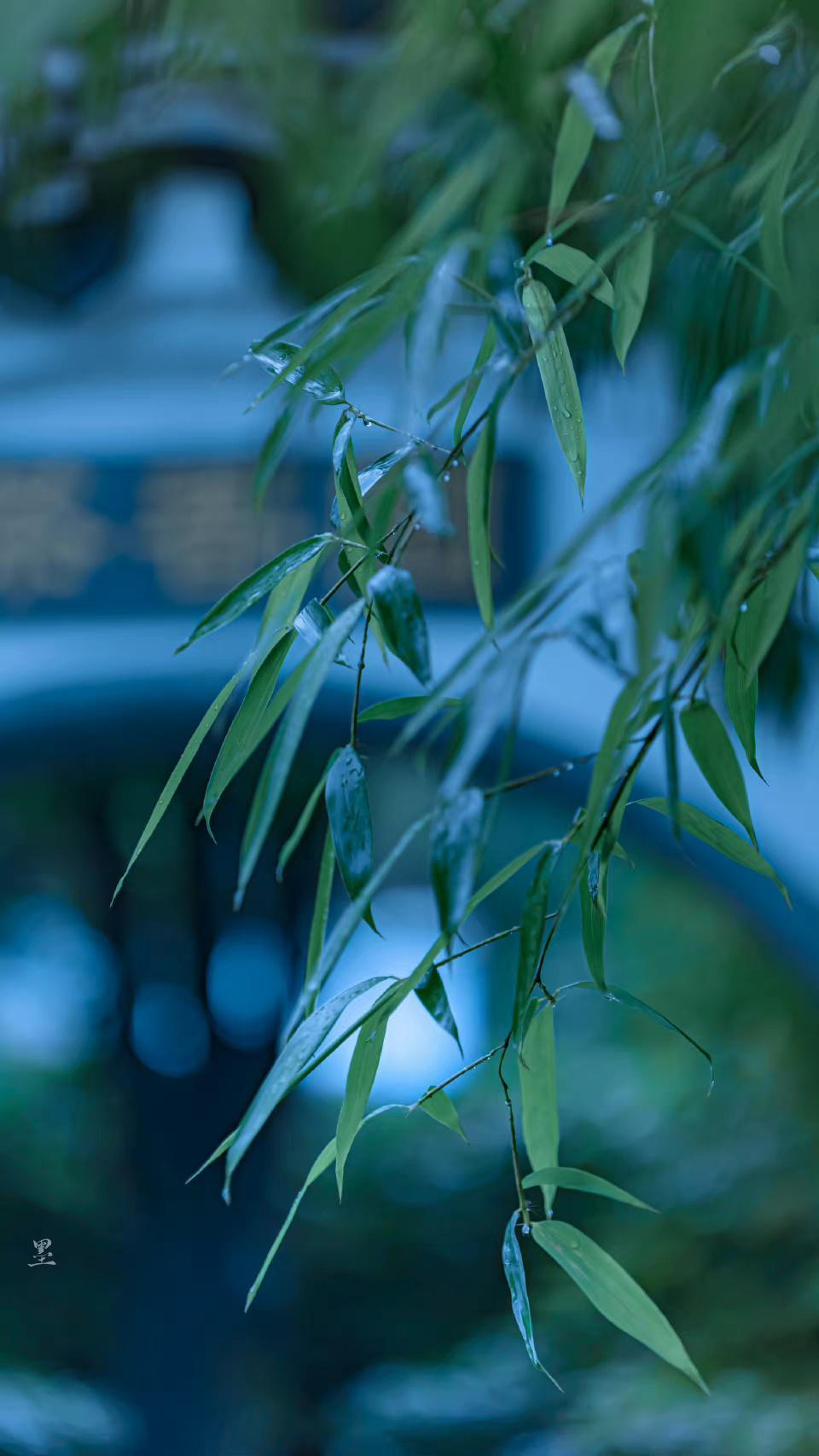 秋雨冷清秋，清秋对雨眠（四首唯美秋雨诗词）