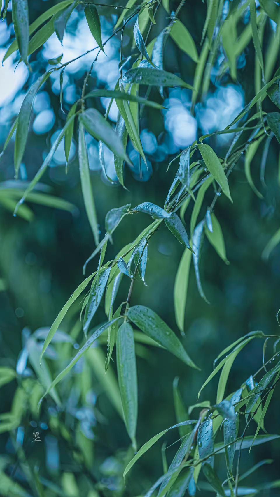 秋雨冷清秋，清秋对雨眠（四首唯美秋雨诗词）