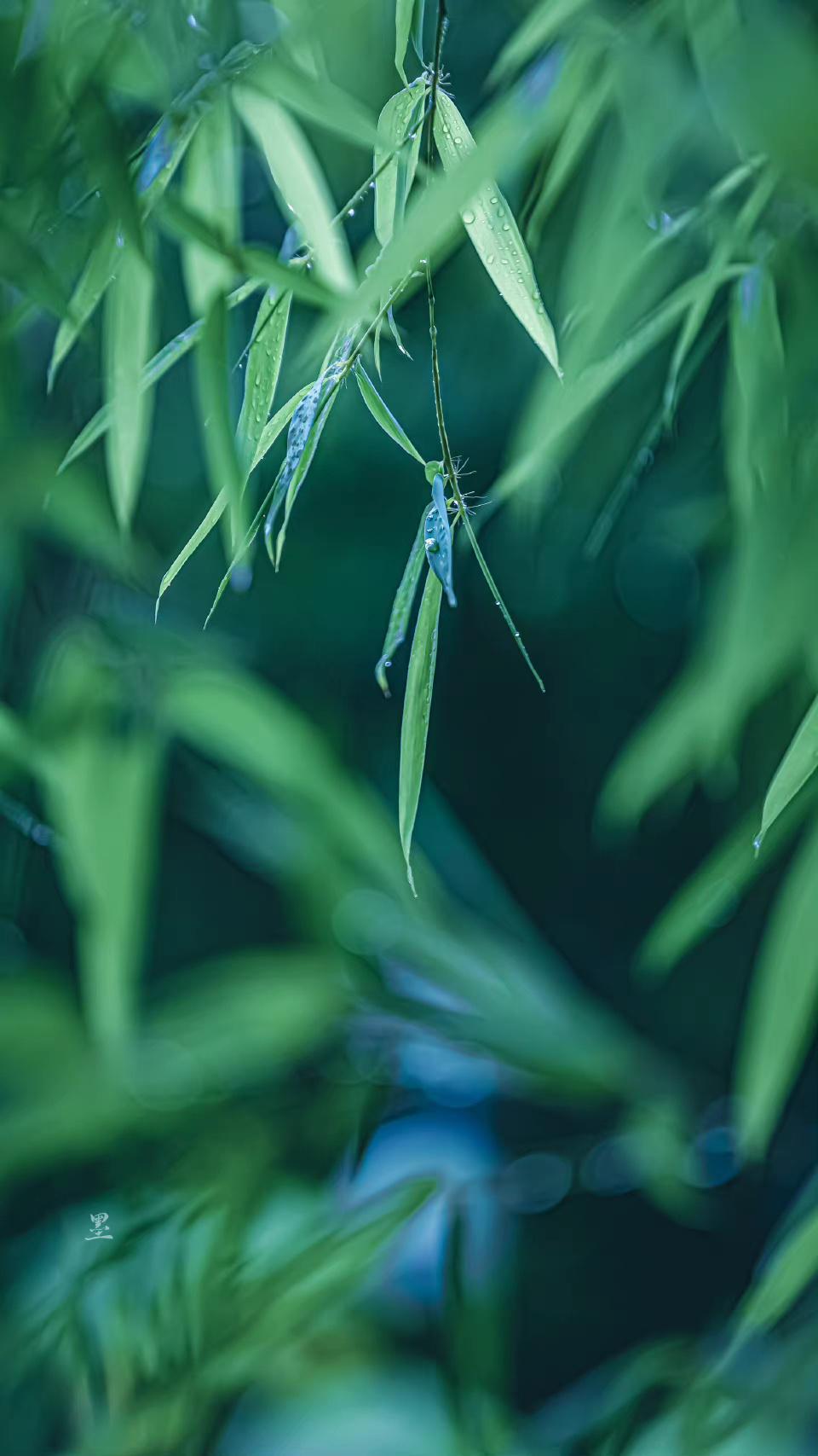 秋雨冷清秋，清秋对雨眠（四首唯美秋雨诗词）