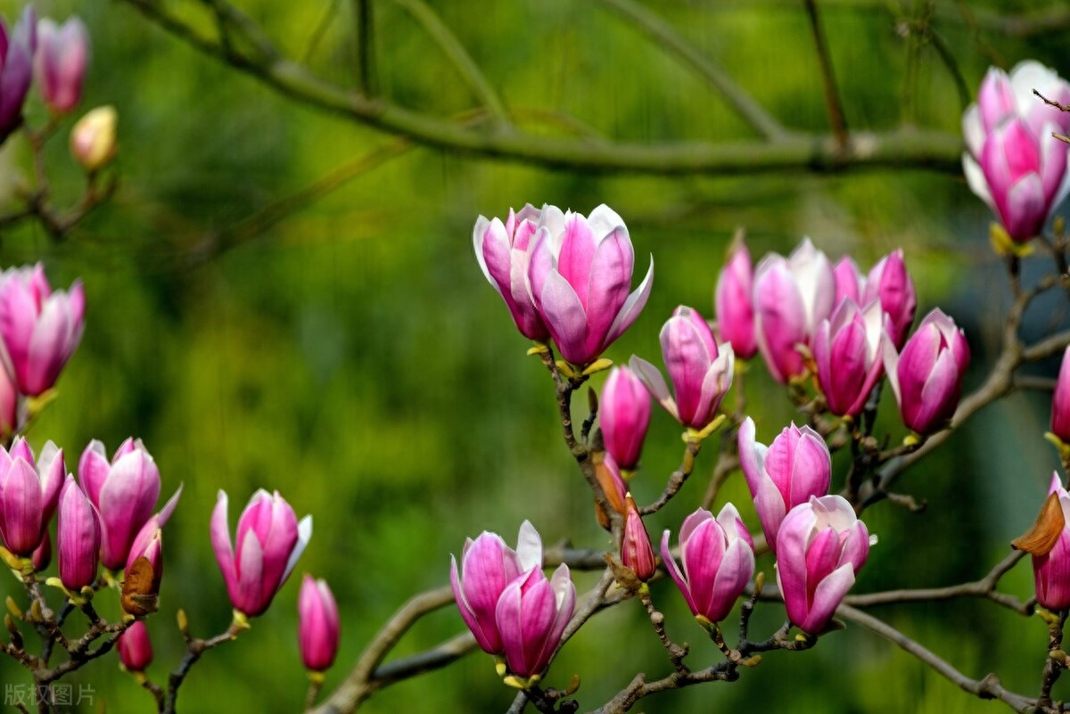 芳香清远，朵朵怒放（四首玉兰花的古诗词）