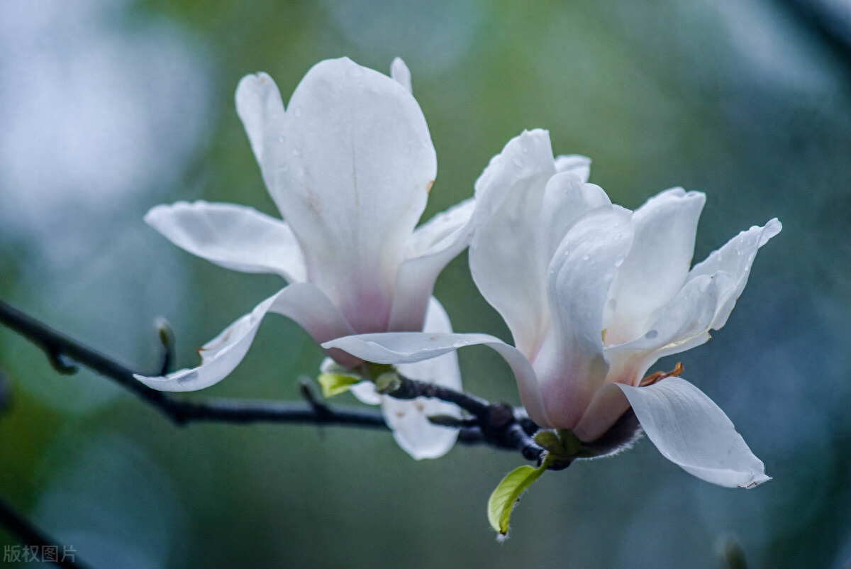 芳香清远，朵朵怒放（四首玉兰花的古诗词）