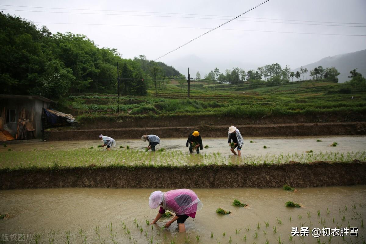 节气芒种古诗六首（时雨及芒种，芒种夏将深）