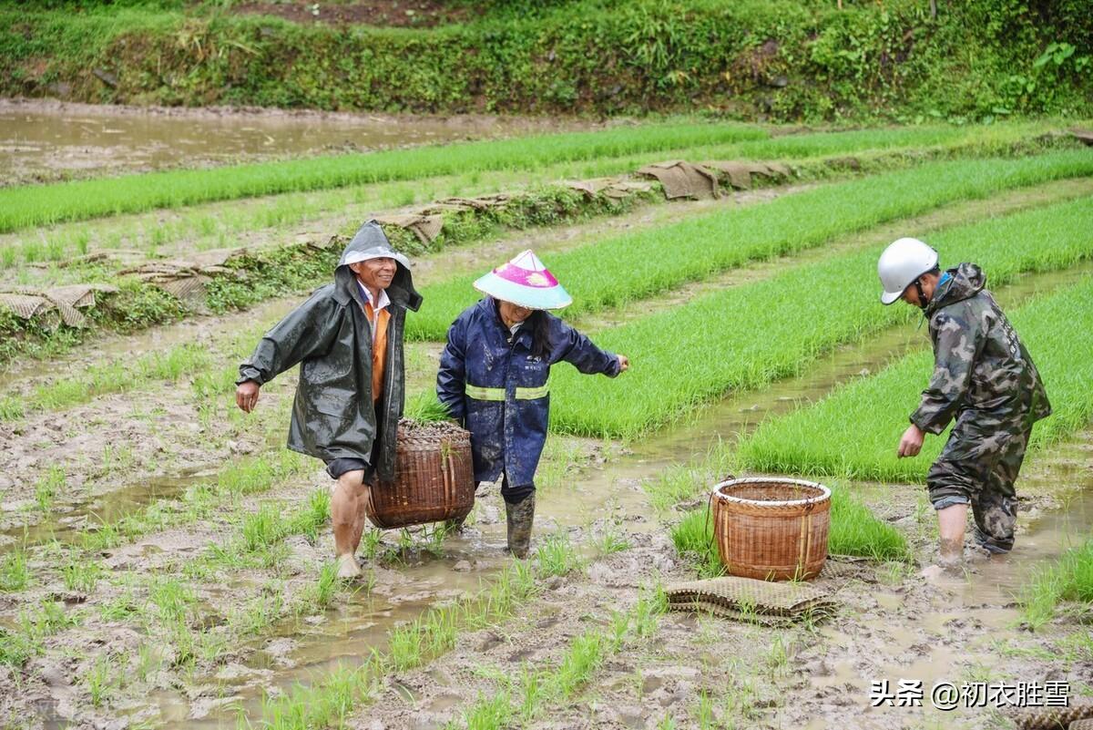 节气芒种古诗六首（时雨及芒种，芒种夏将深）