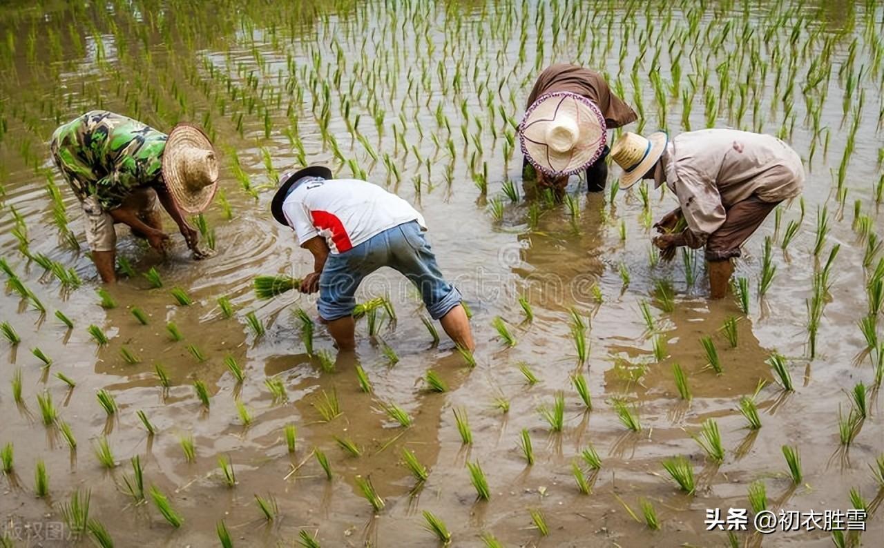 节气芒种古诗六首（时雨及芒种，芒种夏将深）