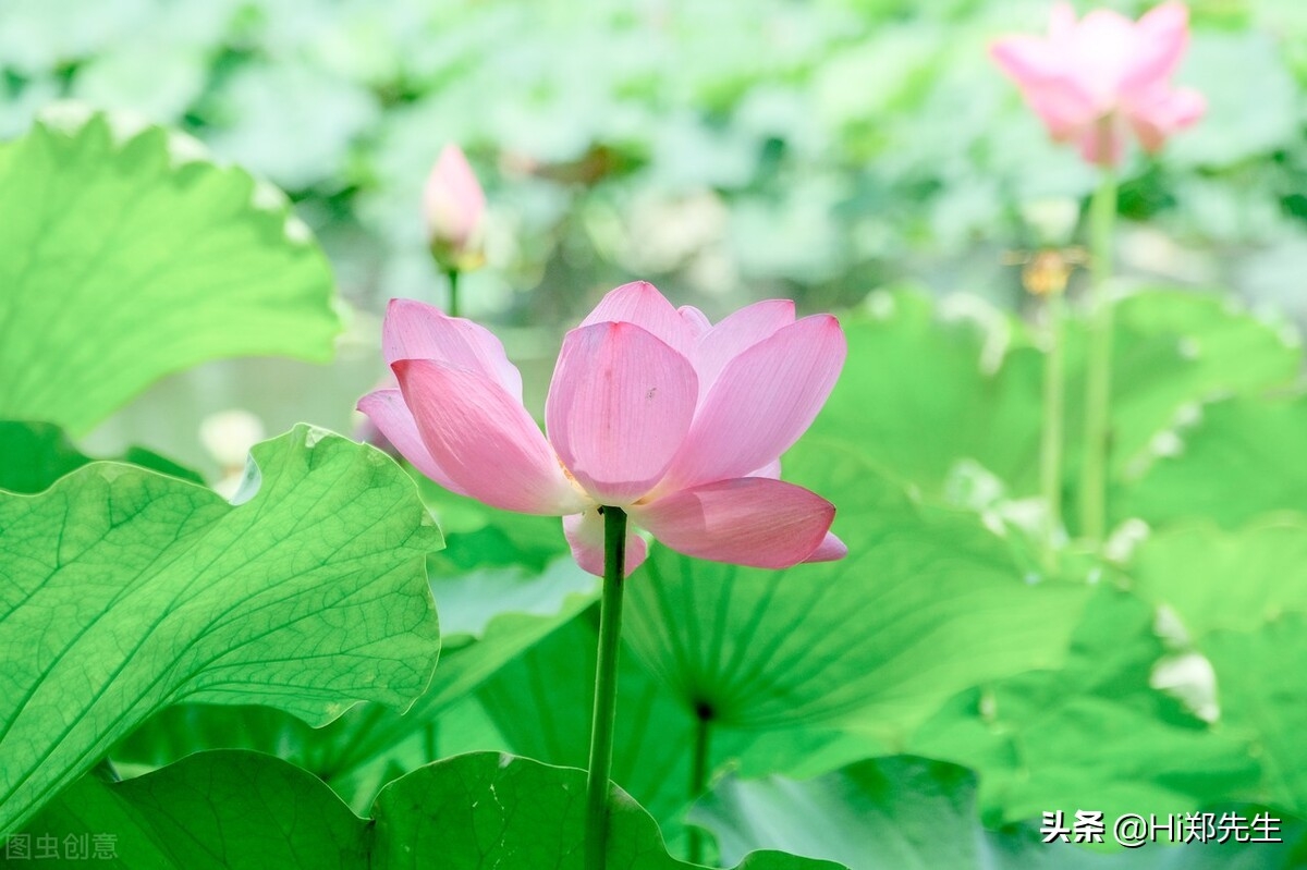 夏至经典诗词大全（十首优美的夏至诗词）