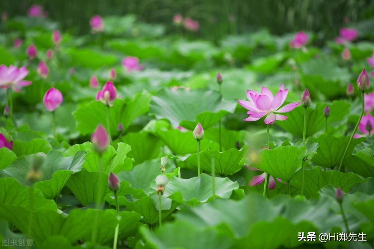 夏至经典诗词大全（十首优美的夏至诗词）