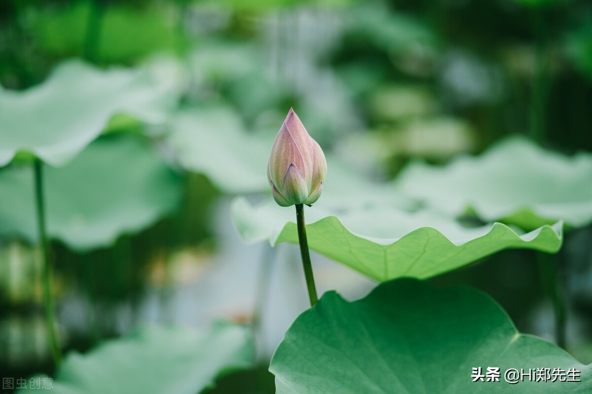 夏至经典诗词大全（十首优美的夏至诗词）