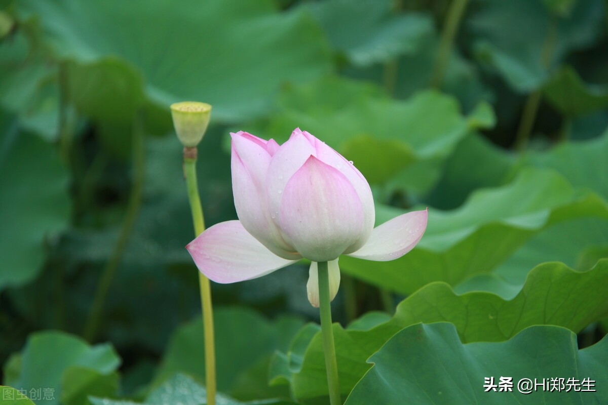 夏至经典诗词大全（十首优美的夏至诗词）