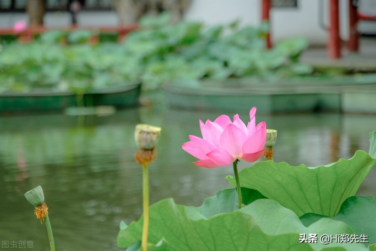 夏至经典诗词大全（十首优美的夏至诗词）