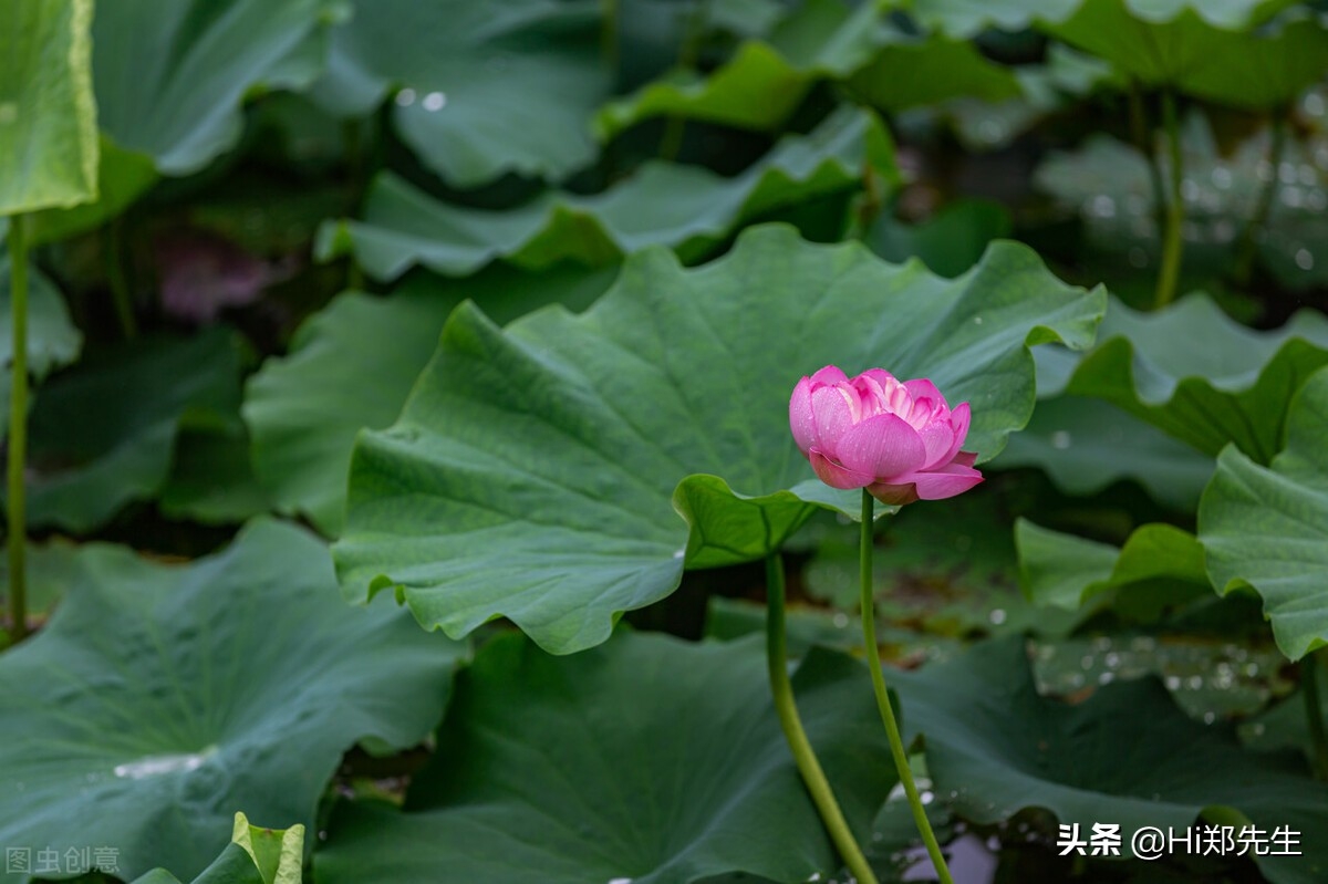 夏至经典诗词大全（十首优美的夏至诗词）