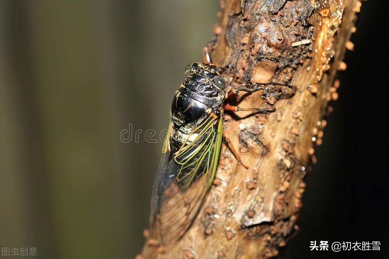 夏至经典诗词古句（夏至古诗六首鉴赏）