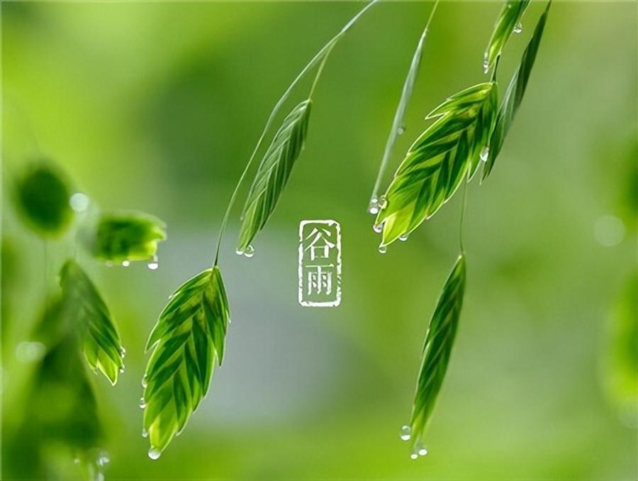 谷雨诗词名句浪漫赏析（雨生百谷，时至暮春）