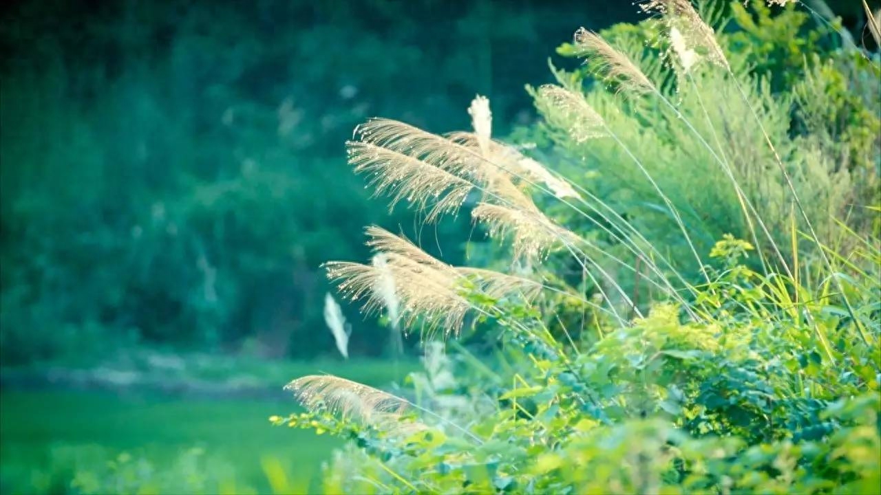 云天收夏色，木叶动秋声（咏立秋古诗词赏析）