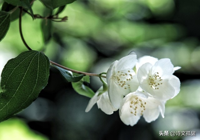 芒种美好寓意诗词（六首唯美的芒种古诗）