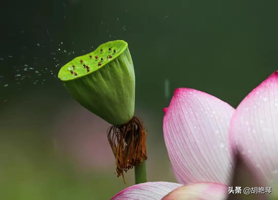 大暑唯美诗词摘抄（二十四节气之大暑诗词五首）