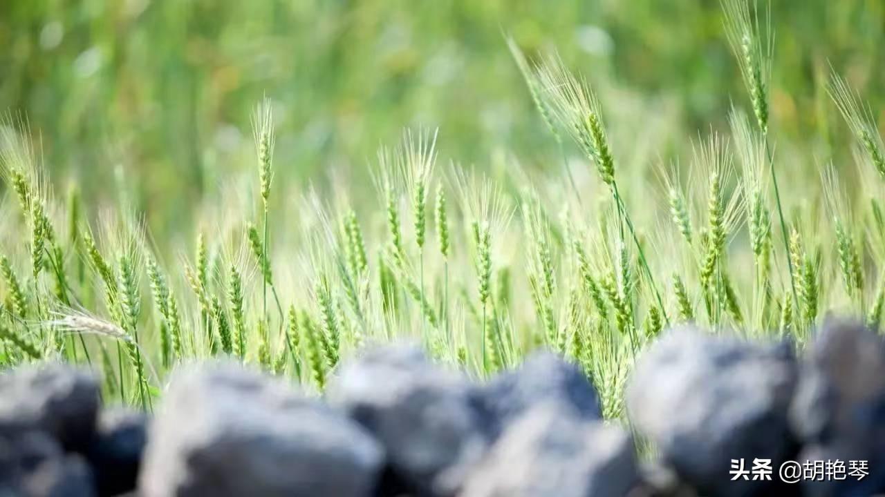 立夏节气古诗（分享10首立夏诗词）