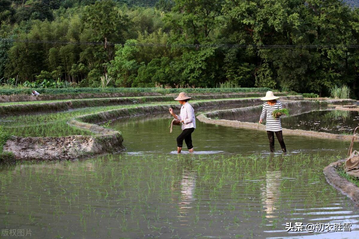 小暑节气古诗五首（小暑一声雷，花时天小暑）