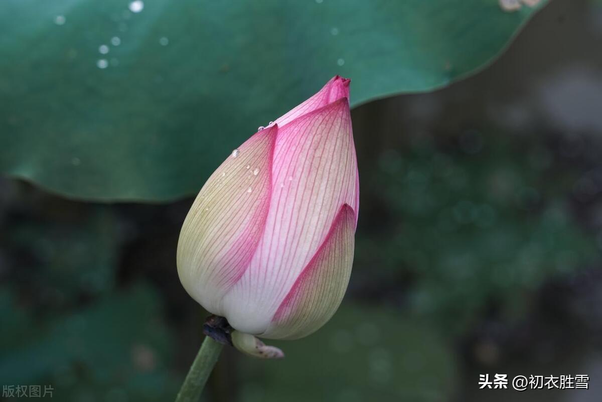 鸟语竹阴密，雨声荷叶香（小暑节气诗词五首）