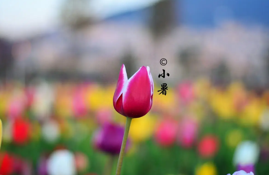 小暑时节优美诗词古句（盛夏伊始，万物并秀）