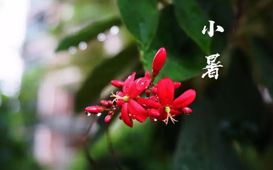 小暑时节优美诗词古句（盛夏伊始，万物并秀）