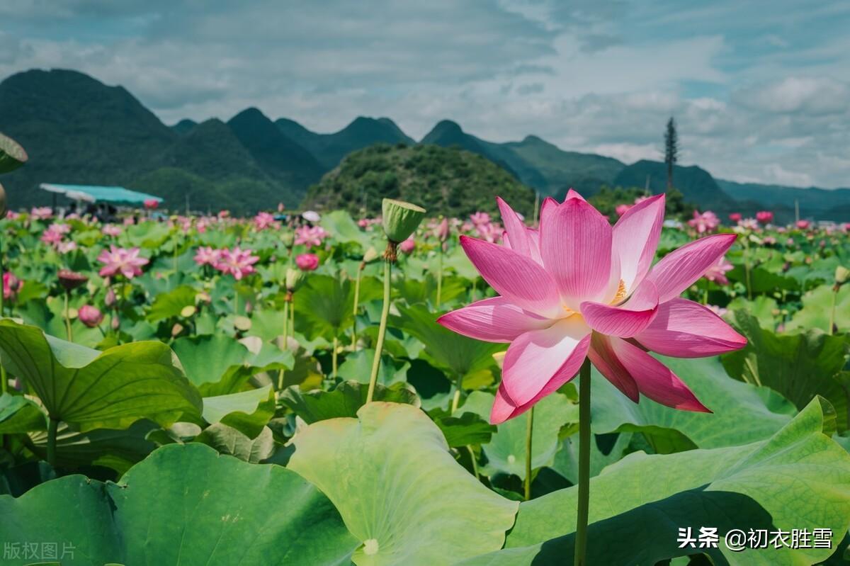 二十四节气小暑古诗四首赏析（小暑唯美古诗句）