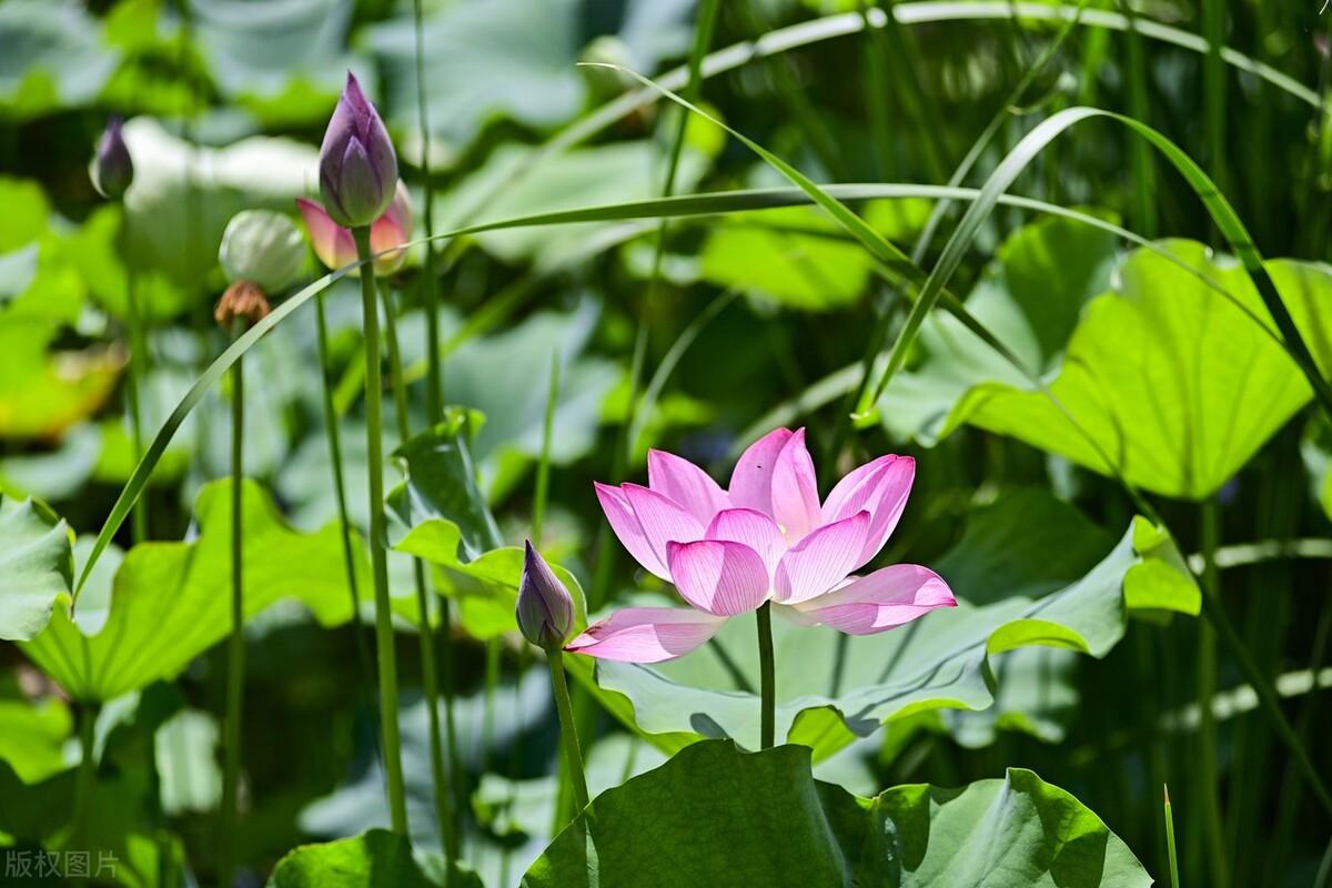 小暑节气经典古诗（小暑不足畏，深居如退藏）