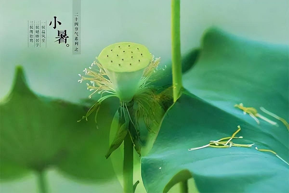 小暑节气经典古诗（小暑不足畏，深居如退藏）