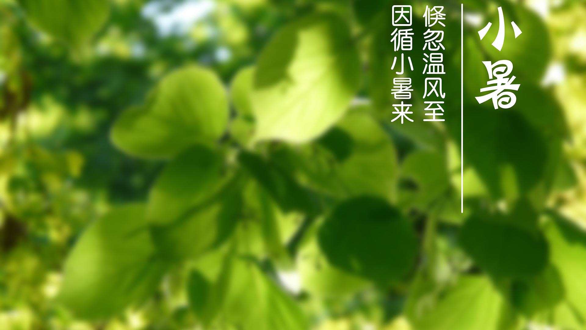 小暑节气经典古诗（薰风愠解引新凉，小暑神清夏日长）