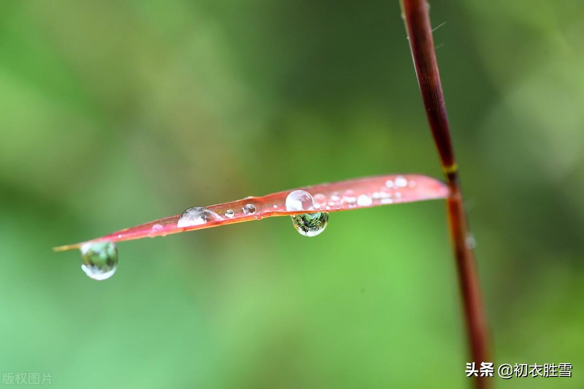 白露沾野草，时节忽复易（唯美白露古诗六首）