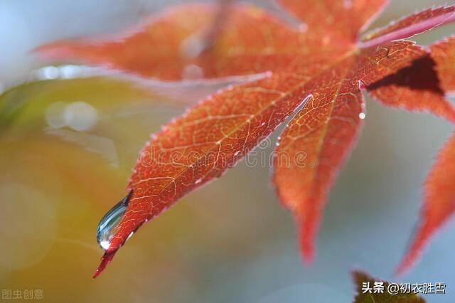 白露沾野草，时节忽复易（唯美白露古诗六首）