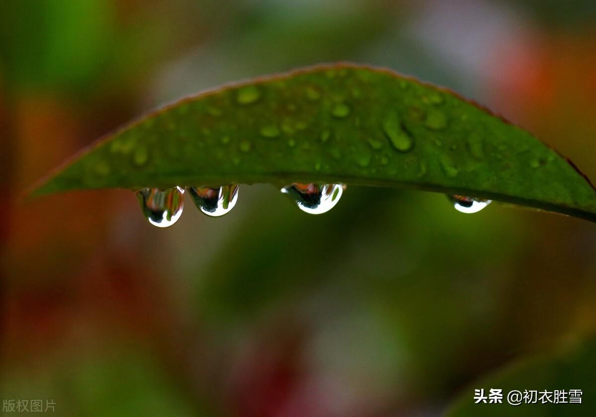 白露沾野草，时节忽复易（唯美白露古诗六首）